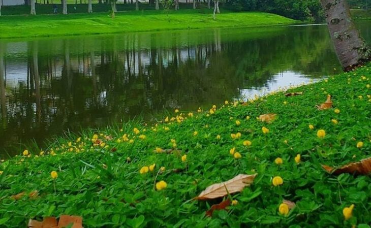 O Fenômeno da Geocarpa: Entendendo Como o Amendoim Cresce - inspiração 1