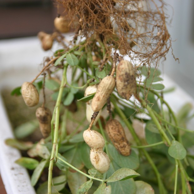 O Fenômeno da Geocarpa: Entendendo Como o Amendoim Cresce - inspiração 2