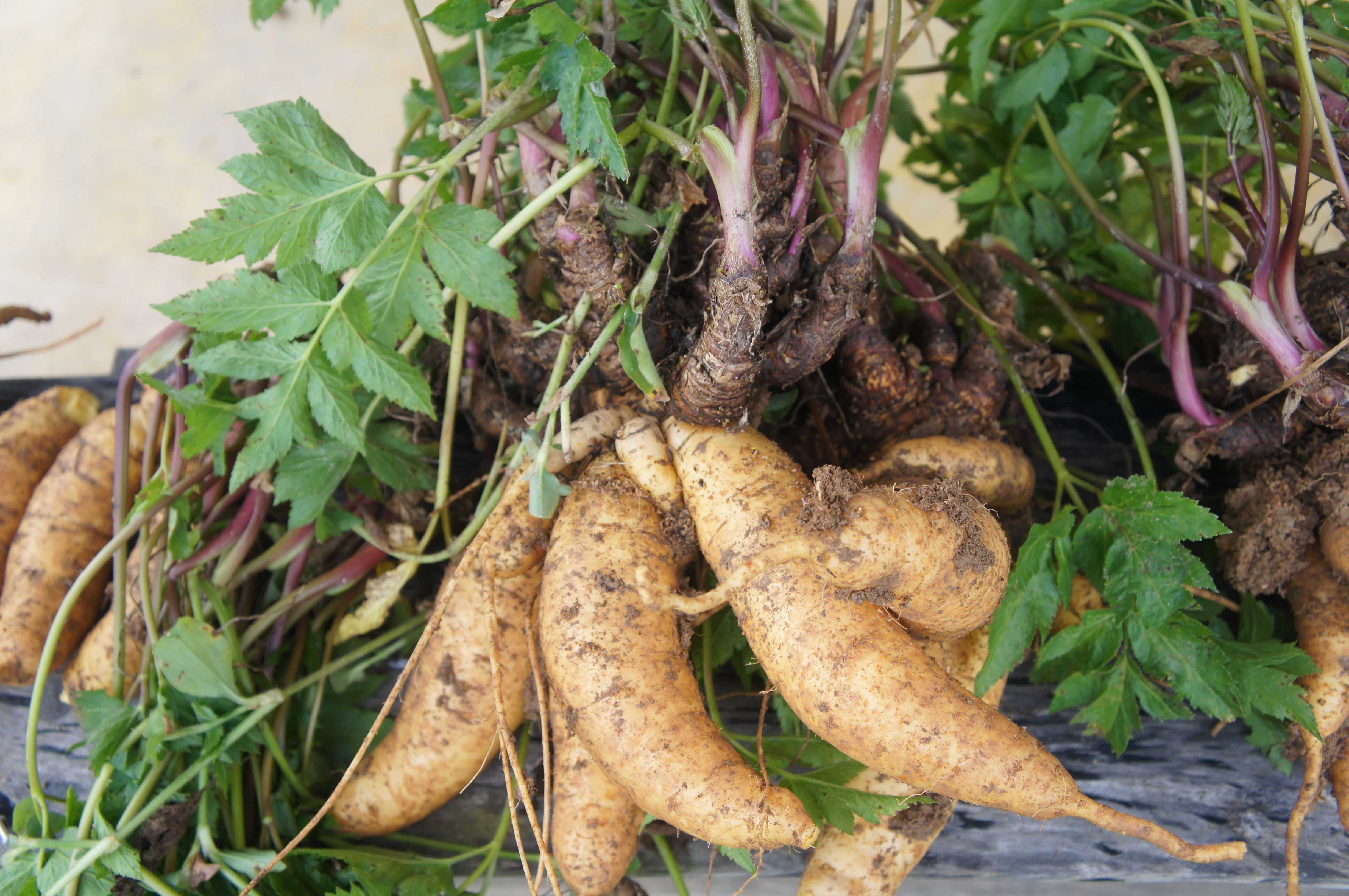 Escolhendo o Local Ideal: Sol e Solo Preparados - inspiração 2