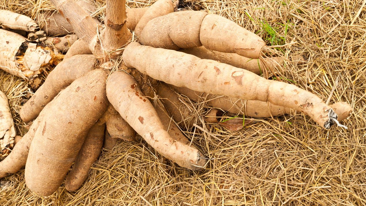 A Seleção dos Tubérculos-Semente: O Começo de Tudo - inspiração 1