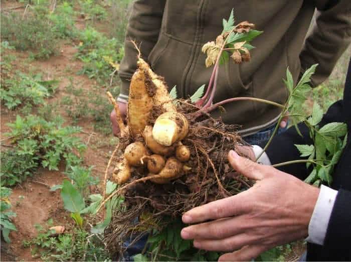 A Seleção dos Tubérculos-Semente: O Começo de Tudo - inspiração 2