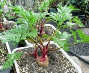 Plantio Estratégico: Espaçamento que Faz a Diferença - inspiração 1