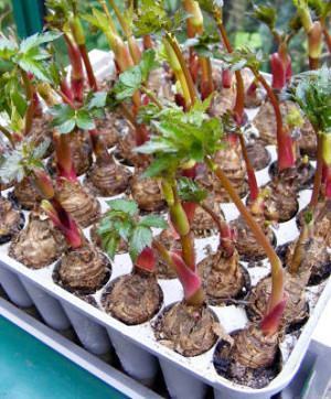 Plantio Estratégico: Espaçamento que Faz a Diferença - inspiração 2