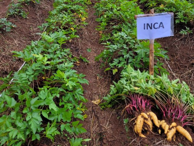 Rega Consciente: Equilíbrio para o Crescimento - inspiração 2