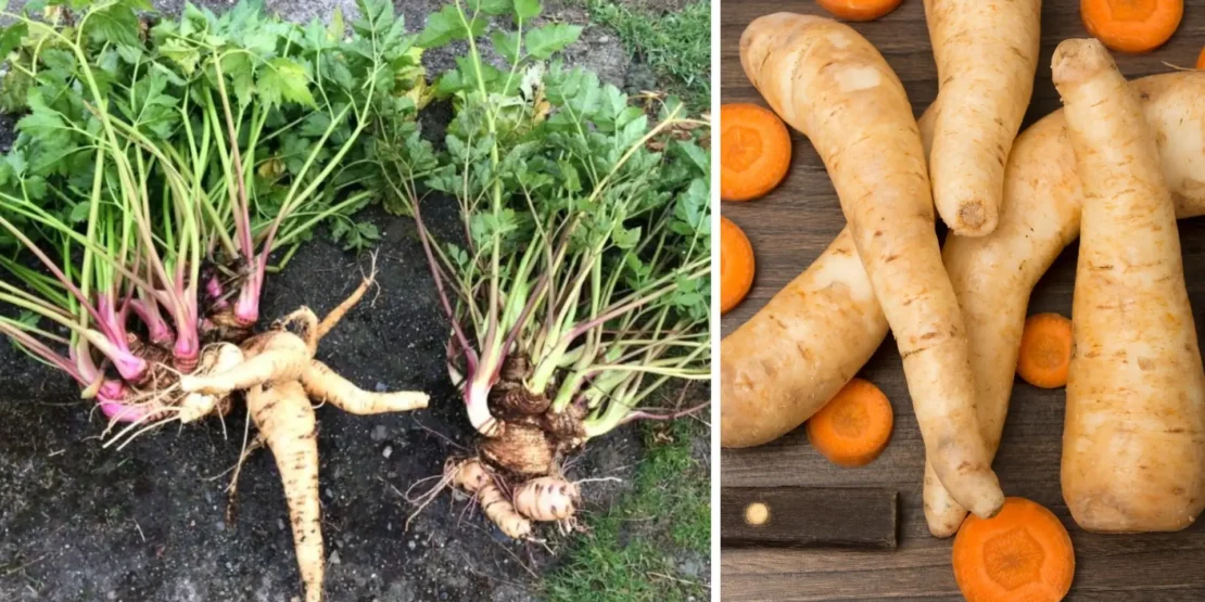 Proteção Contra Pragas: Aliados Naturais e Atenção - inspiração 1