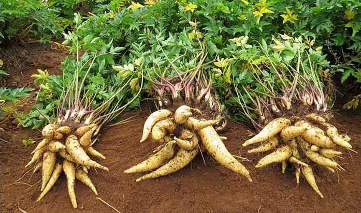 O Ciclo da Cultura: Sinais de que Está na Hora de Colher - inspiração 2