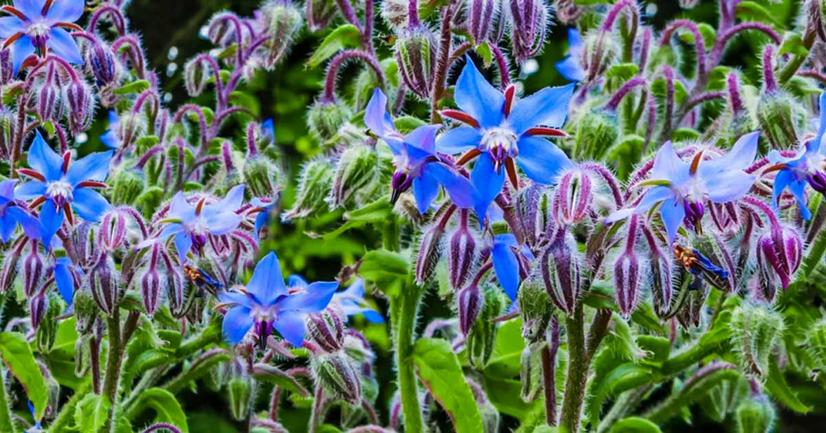 Escolhendo o Local Ideal para o Plantio - inspiração 1