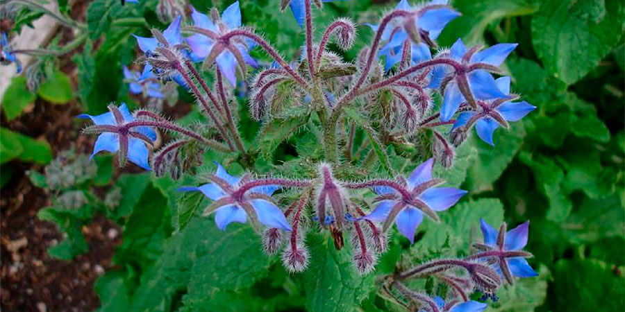 A Preparação Perfeita do Solo - inspiração 2