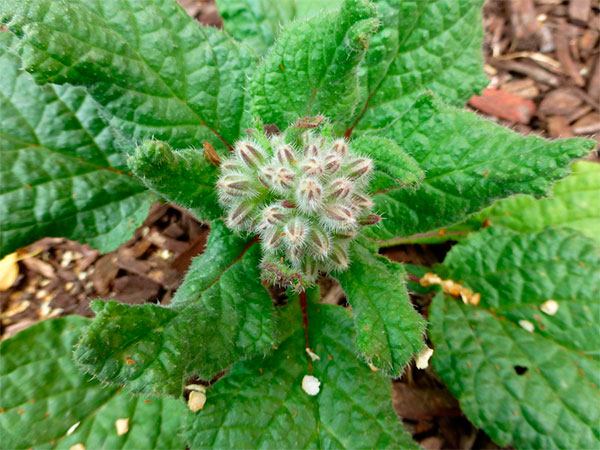 Como Semear as Sementes de Borragem - inspiração 1