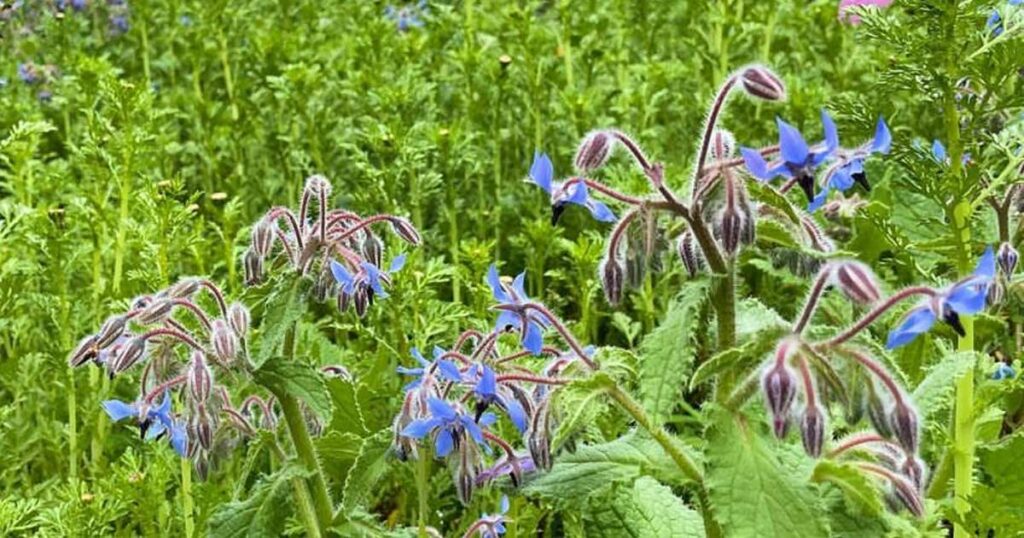 Quando e Como Colher Sua Borragem Fresca - inspiração 2
