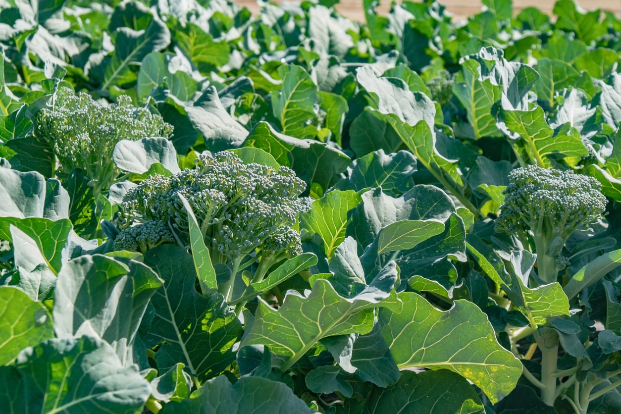A Escolha Certa do Sítio: Sol e Solo Ideais para Seu Brócolis - inspiração 1