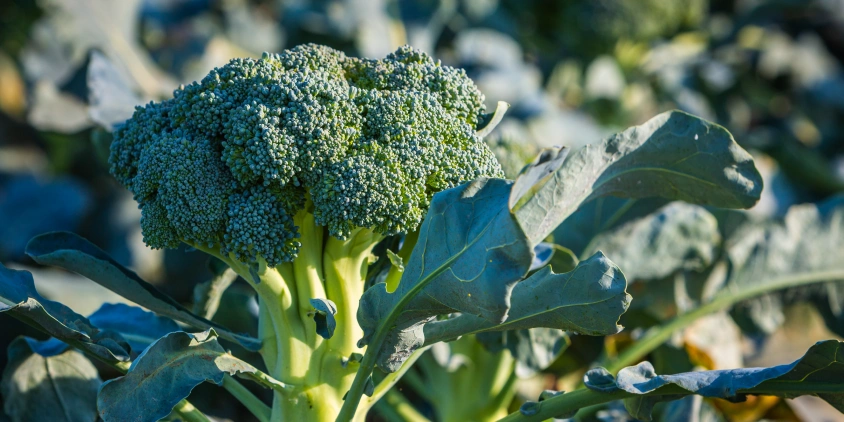 A Escolha Certa do Sítio: Sol e Solo Ideais para Seu Brócolis - inspiração 2