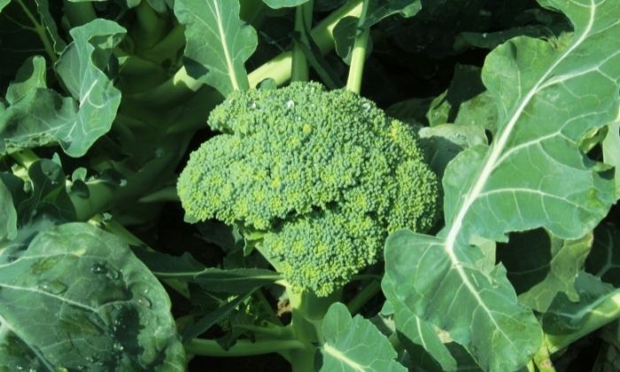 Controle de Pragas e Doenças: Métodos Naturais e Eficazes - inspiração 1