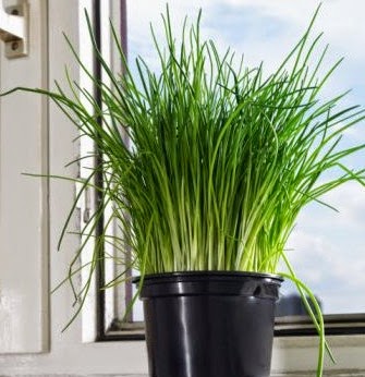 Usos Culinários Criativos: Aproveite o Máximo do Seu Cultivo - inspiração 1