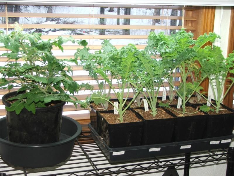 Usos Culinários Criativos: Aproveite o Máximo do Seu Cultivo - inspiração 2