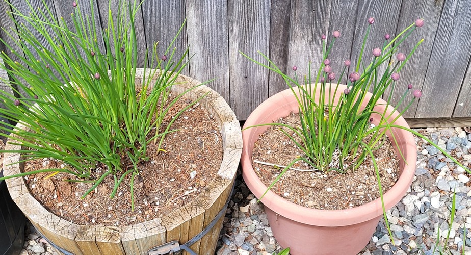 O Substrato Ideal: Nutrição e Arejamento para Raízes Felizes - inspiração 2