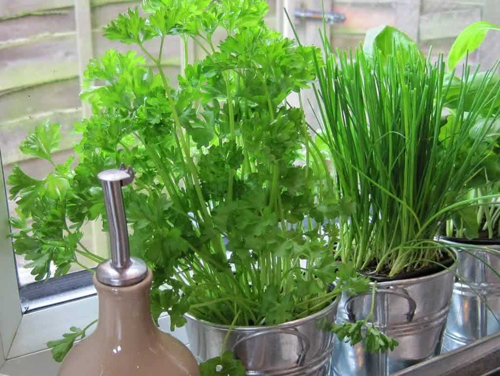 Plantando Cebolinha: Sementes ou Mudas? O Que Funciona Melhor - inspiração 1