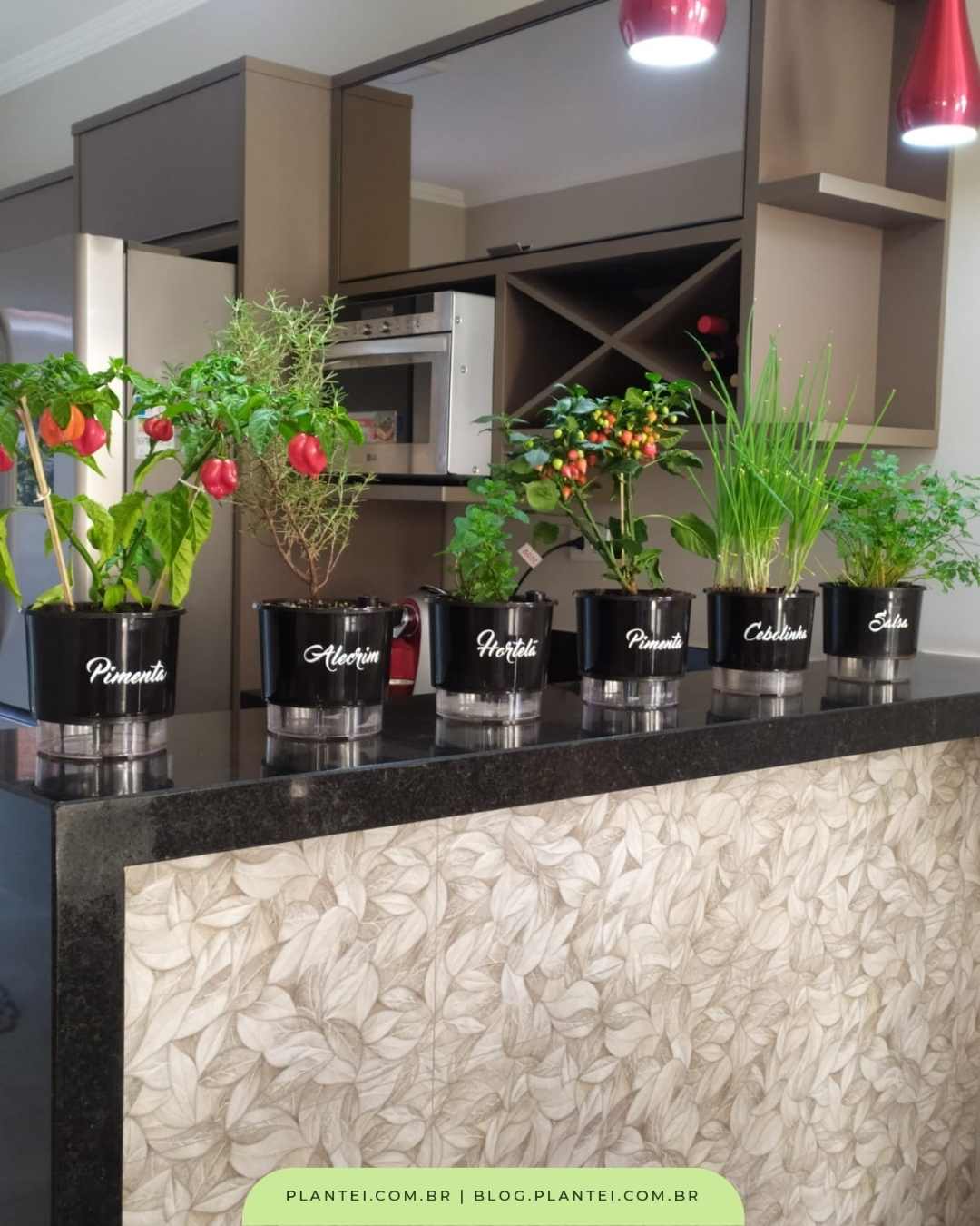 Plantando Cebolinha: Sementes ou Mudas? O Que Funciona Melhor - inspiração 2