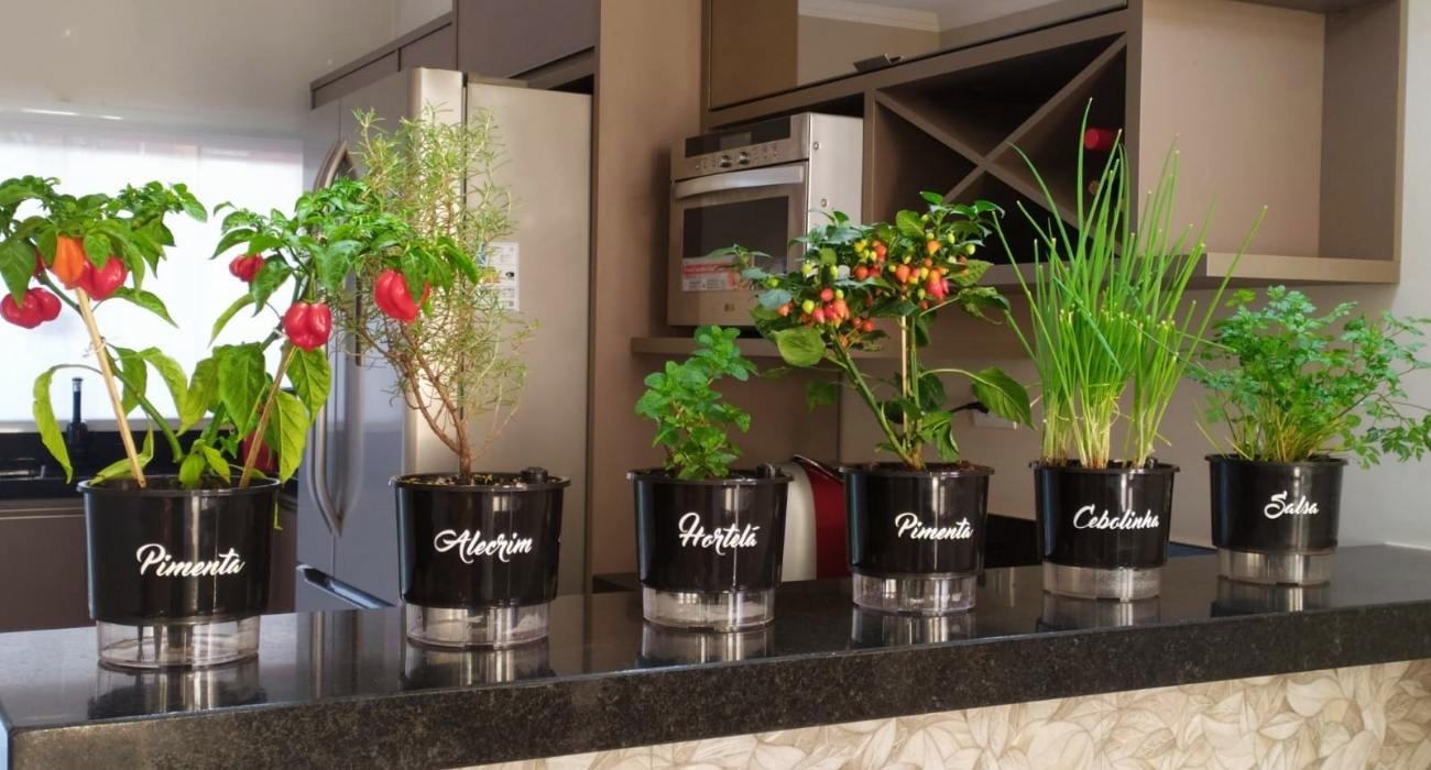 Plantando Coentro: Dicas para Evitar o Pendoamento Precoce - inspiração 1