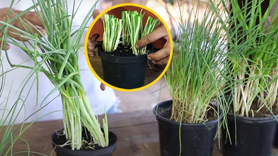 Rega Consciente: Quando e Quanto para Evitar Excesso ou Falta - inspiração 1