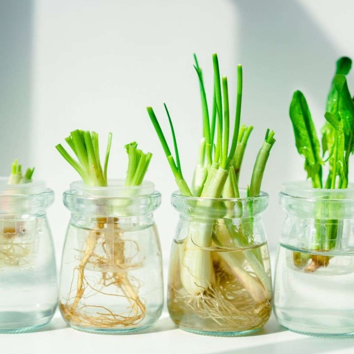 Rega Consciente: Quando e Quanto para Evitar Excesso ou Falta - inspiração 2