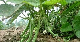 Preparando a Terra: Nutrição Essencial para o Feijão - inspiração 2