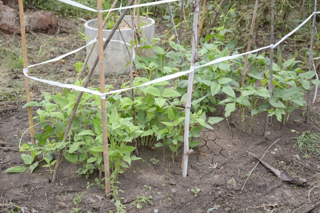 O Plantio Certo: Profundidade e Espaçamento para Crescer Saudável - inspiração 1
