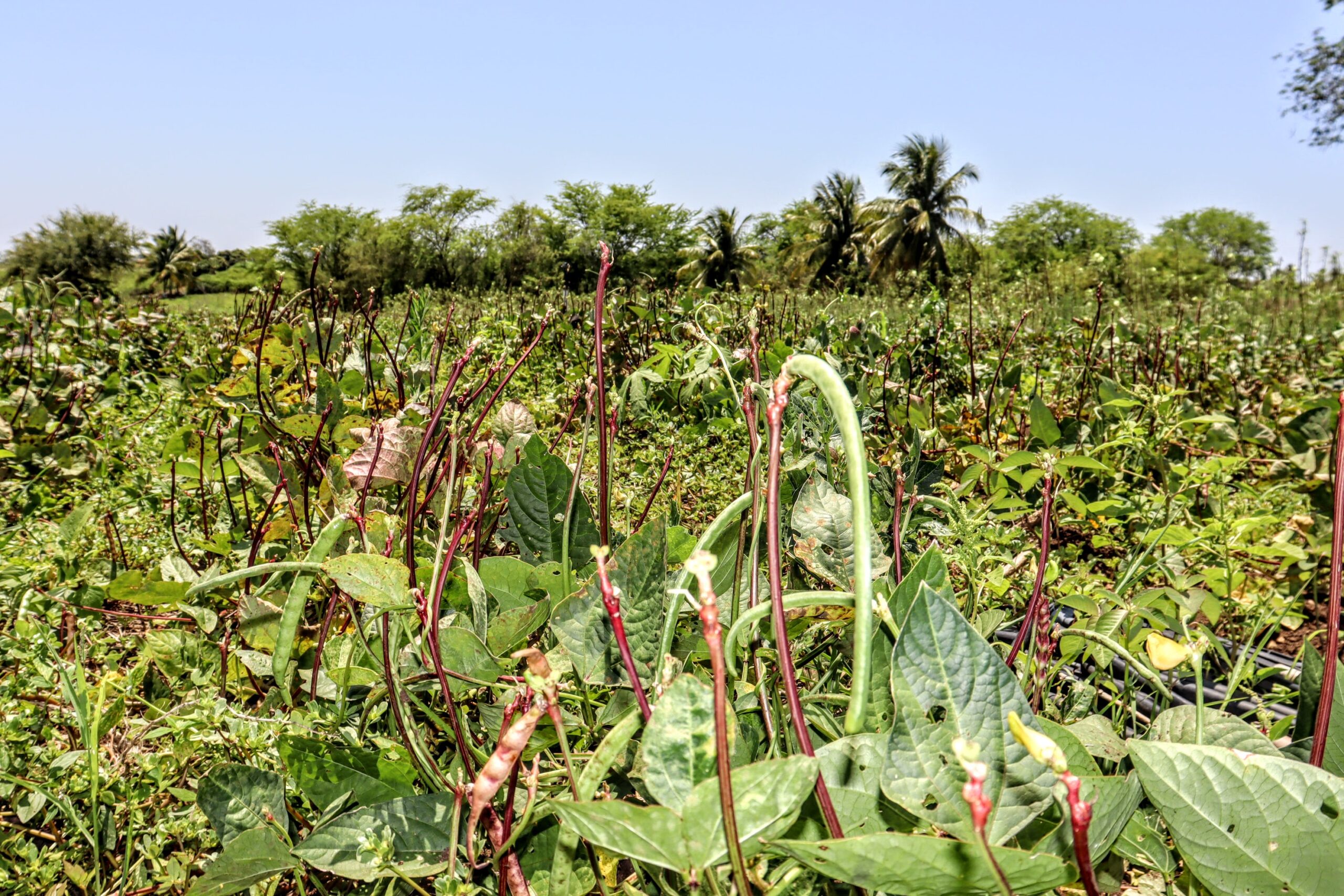 Rega Consciente: A Quantidade Certa para Cada Fase - inspiração 1