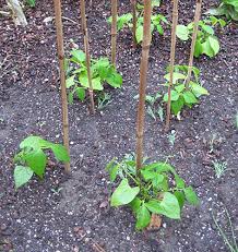 Controle de Pragas e Doenças: Protegendo Sua Colheita Naturalmente - inspiração 1