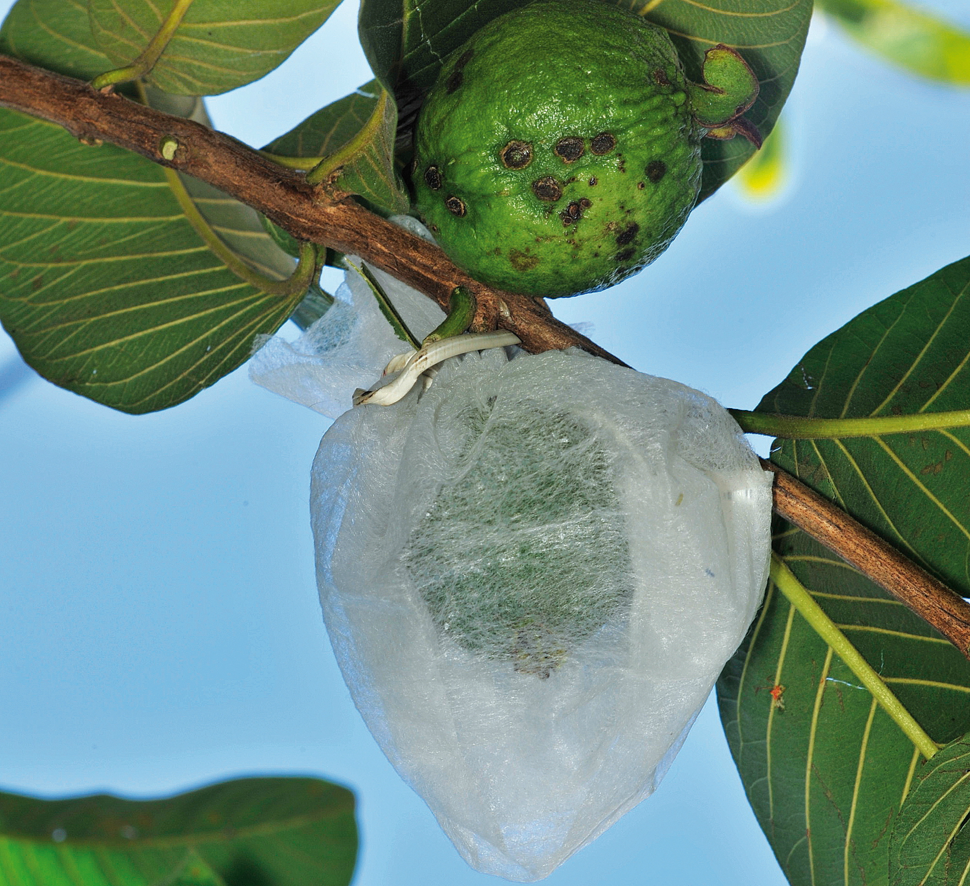 Protegendo os Frutos Jovens: Sacos e Telas Protetoras - inspiração 2