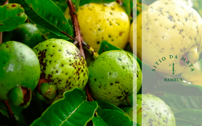 Irrigação Inteligente: Nem de Mais, Nem de Menos - inspiração 1