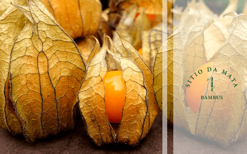 Irrigação Inteligente: Nem de Mais, Nem de Menos - inspiração 2