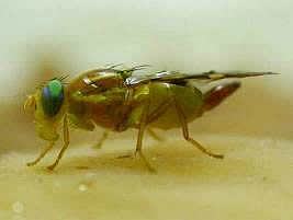 Poda Certa: Estimulando Frutos e Combatendo o Bicho - inspiração 2