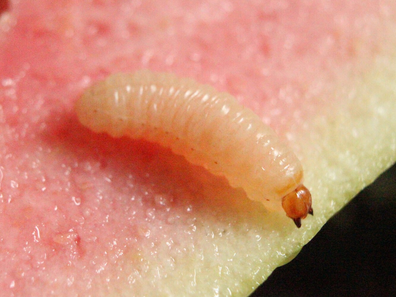 Controle Biológico: Seus Aliados Naturais Contra a Praga - inspiração 1