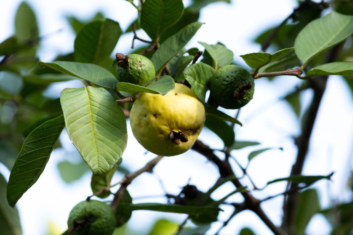 Controle Biológico: Seus Aliados Naturais Contra a Praga - inspiração 2