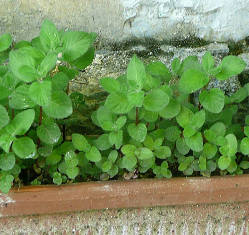 Propagando Sua Hortelã: Mais Mudas a Partir da Sua - inspiração 2