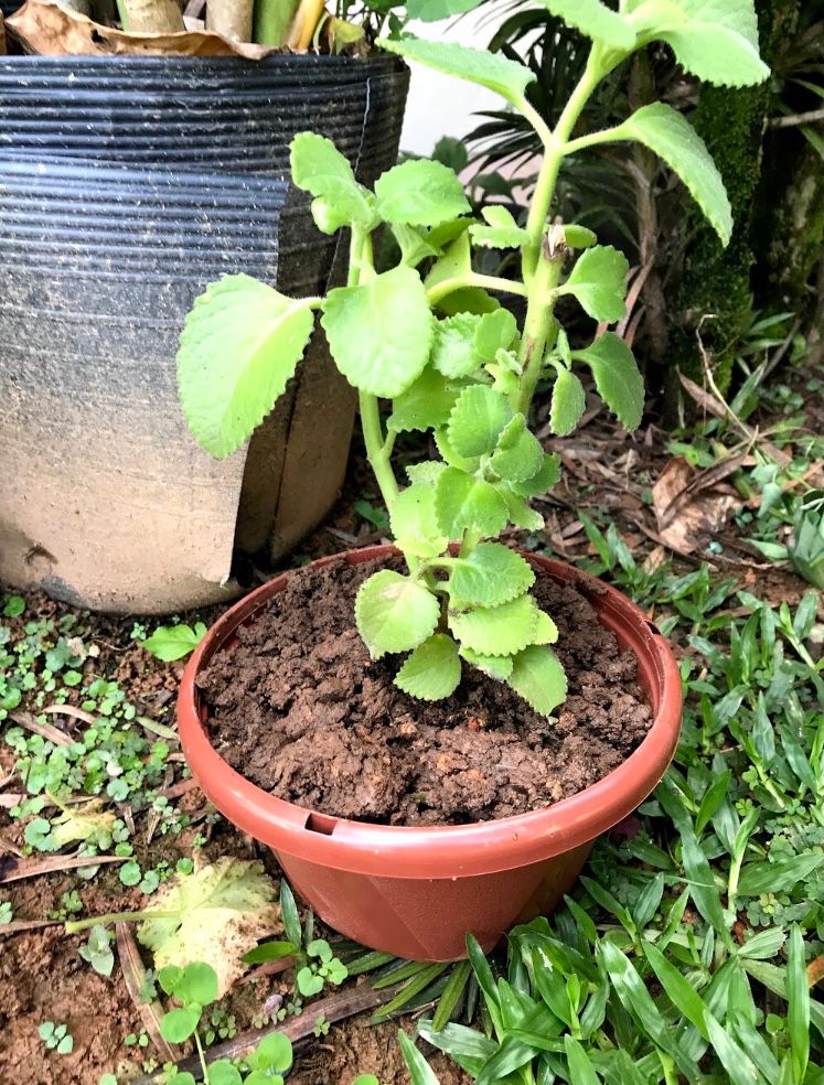 O Segredo do Solo Perfeito - inspiração 2