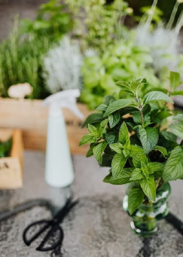 Poda Estratégica para um Crescimento Robusto - inspiração 1