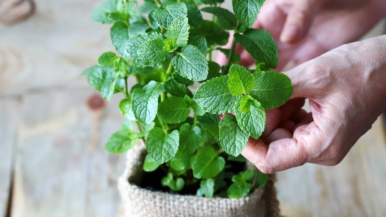 Poda Estratégica para um Crescimento Robusto - inspiração 2
