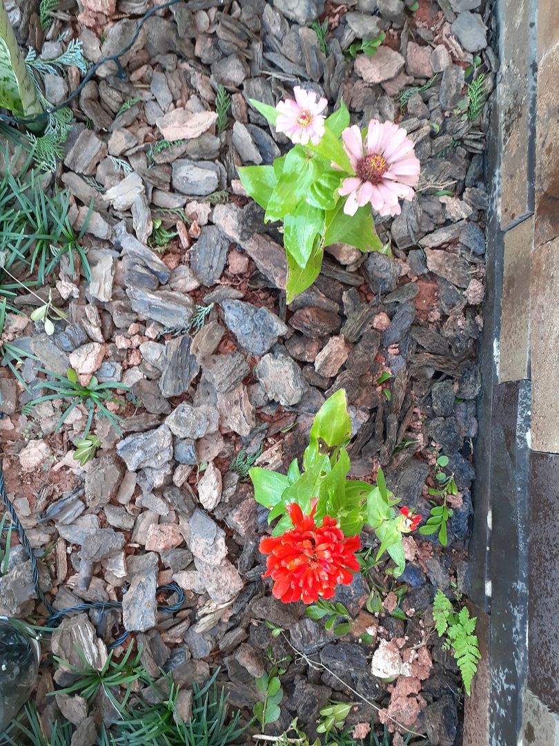 O Transplante Cauteloso: Quando e Como Fazer - inspiração 1