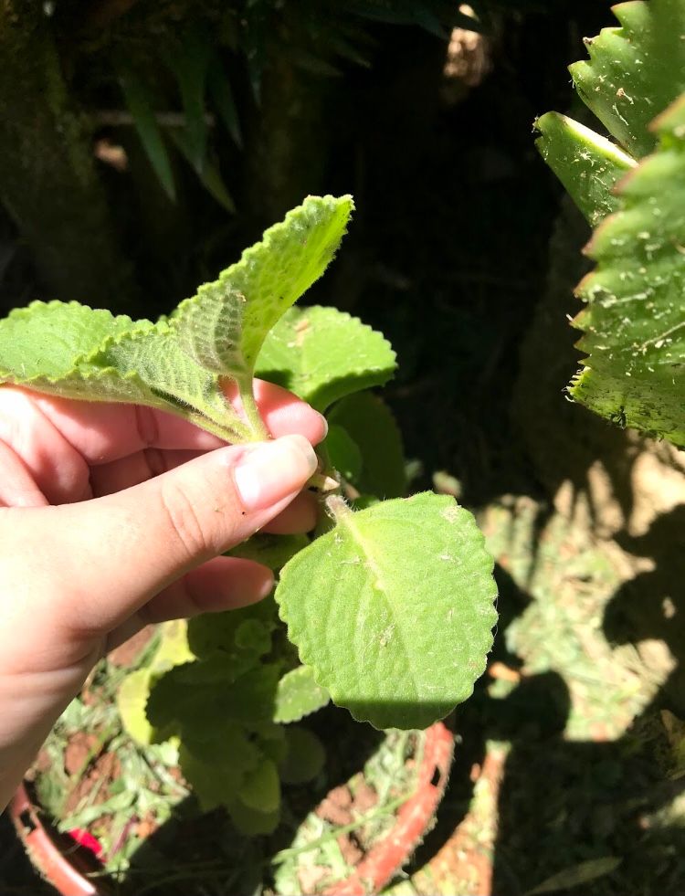 O Transplante Cauteloso: Quando e Como Fazer - inspiração 2