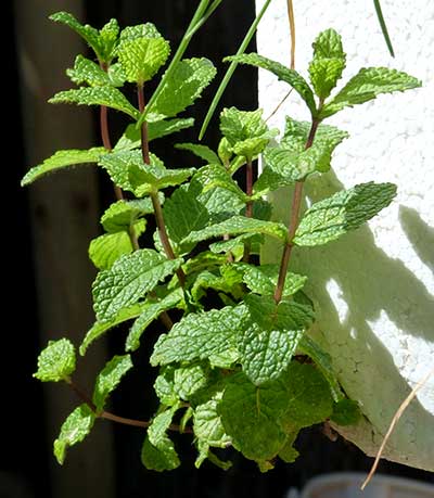 Colheita na Hora Certa: O Auge do Sabor - inspiração 2