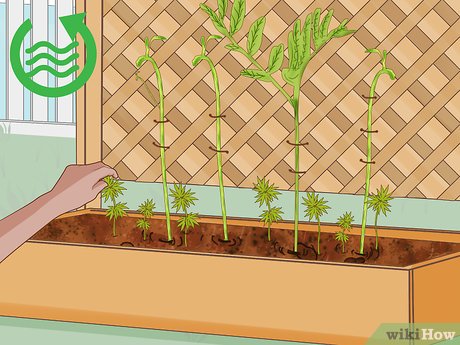 Nutrição Extra: Adubação e Cuidados para Lentilhas Fortes - inspiração 1