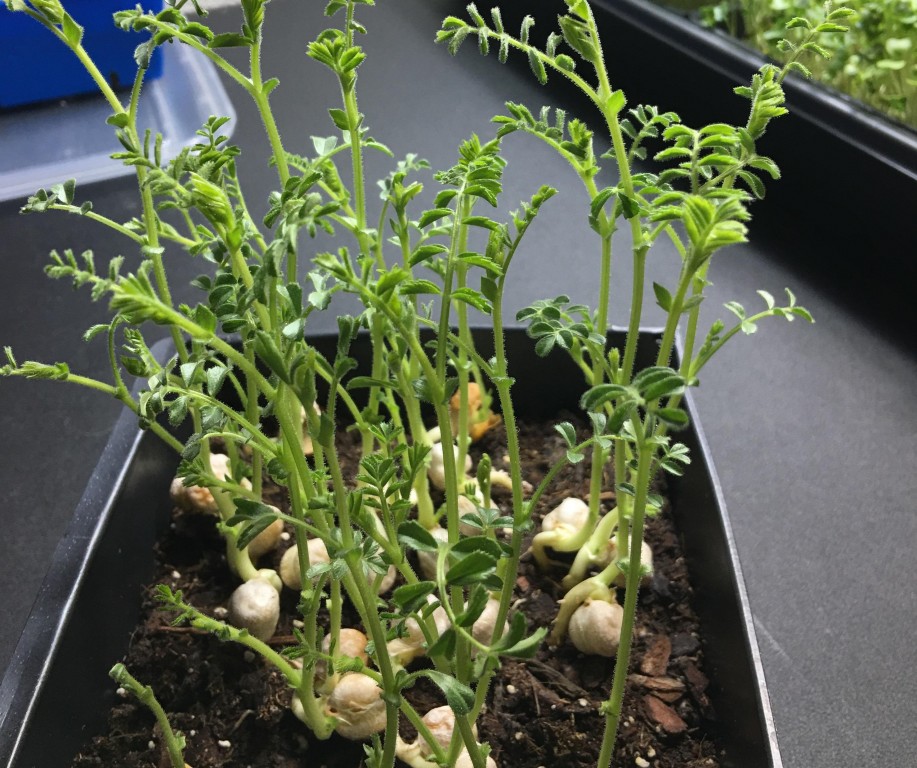 O Momento da Colheita: Sabendo a Hora Certa de Colher Suas Lentilhas - inspiração 2