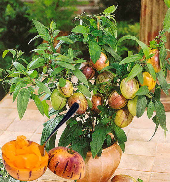 Preparando o Solo: Nutrição e Drenagem em Harmonia - inspiração 1