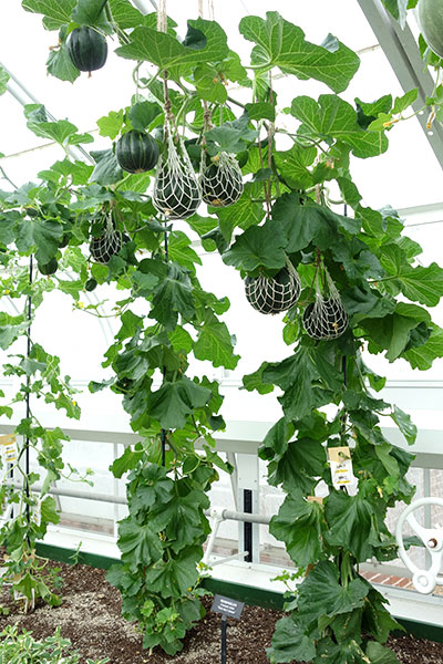 Sementes ou Mudas: O Que Funciona Melhor Para Você? - inspiração 1