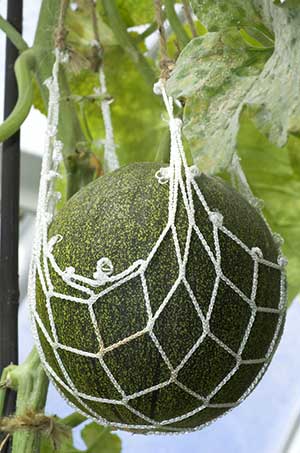 Plantio das Sementes: Profundidade e Espaçamento Corretos - inspiração 1