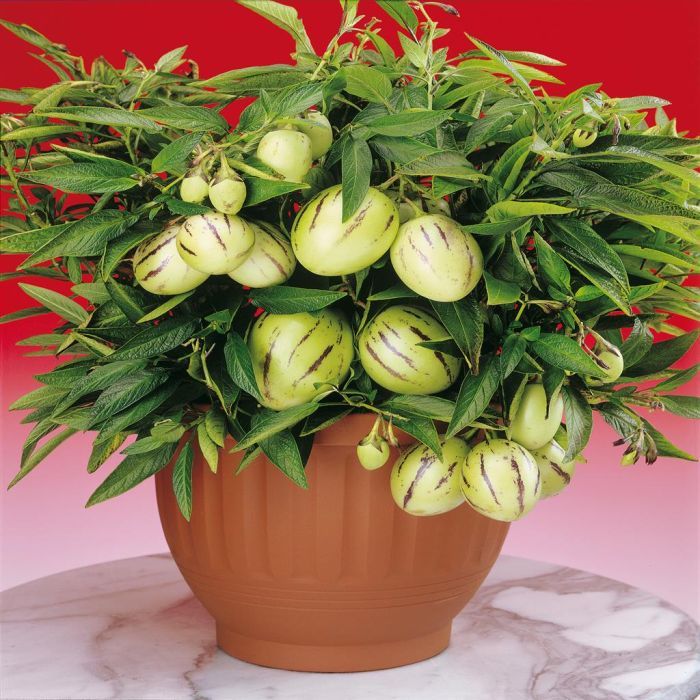 Plantio das Sementes: Profundidade e Espaçamento Corretos - inspiração 2