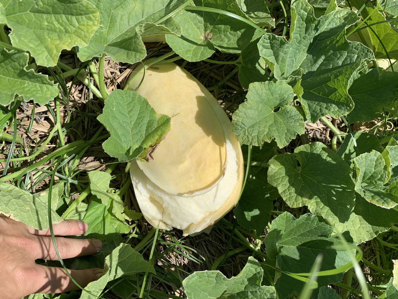 Cuidados com as Mudas: Irrigação e Proteção nos Primeiros Dias - inspiração 1