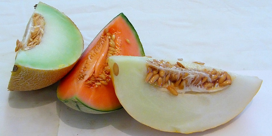 Suporte Para o Crescimento: Treliças e Guias Para a Planta - inspiração 2